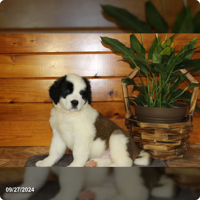 Mandy Saint Bernard Puppy for Sale in Richfield, PA Lancaster Puppies
