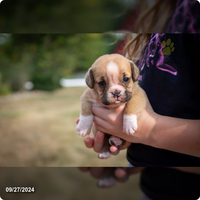 Fiona English Bulldog Puppy for Sale in Dundee, OH Lancaster Puppies