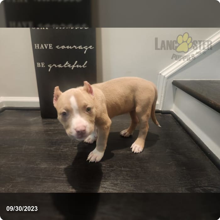 Classic American Bully puppies born 10/2/2023 ready for their new