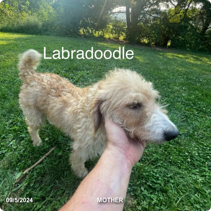 Purple Labradoodle Puppy for Sale in Spring Run, PA Lancaster Puppies