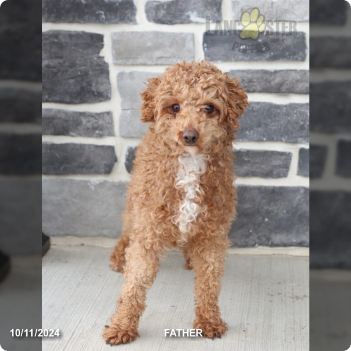 Amos Havapoo Puppy for Sale in Mifflinburg, PA Lancaster Puppies