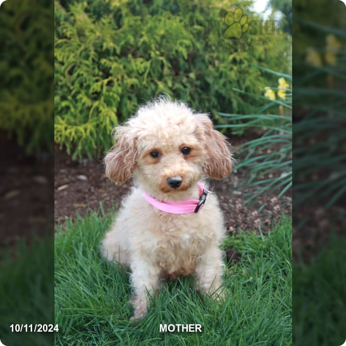 Amos Havapoo Puppy for Sale in Mifflinburg, PA Lancaster Puppies