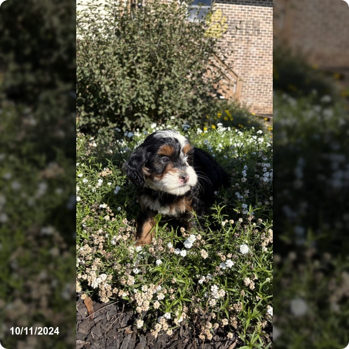 Tootsie Mini Bernedoodle Puppy for Sale in Lancaster, PA Lancaster