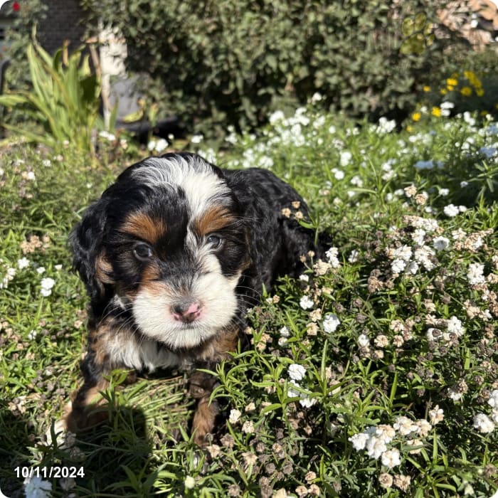 Tootsie Mini Bernedoodle Puppy for Sale in Lancaster, PA Lancaster