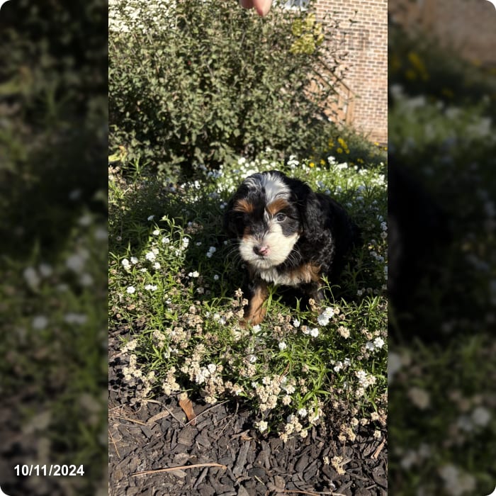 Tootsie Mini Bernedoodle Puppy for Sale in Lancaster, PA Lancaster