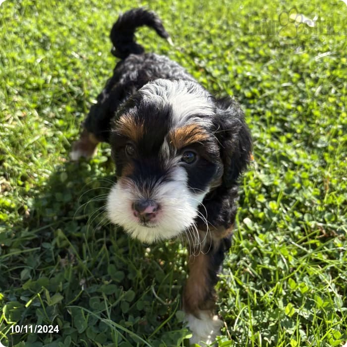 Tootsie Mini Bernedoodle Puppy for Sale in Lancaster, PA Lancaster