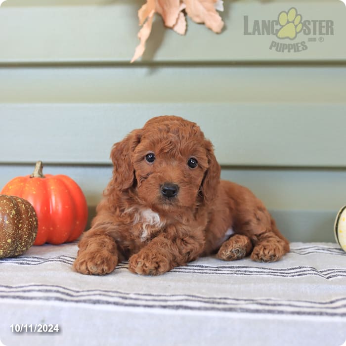 Amos Havapoo Puppy for Sale in Mifflinburg, PA Lancaster Puppies