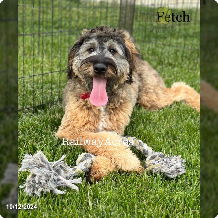 Fetchfb Mini Mini Bernedoodle Puppy for Sale in Milford, IN