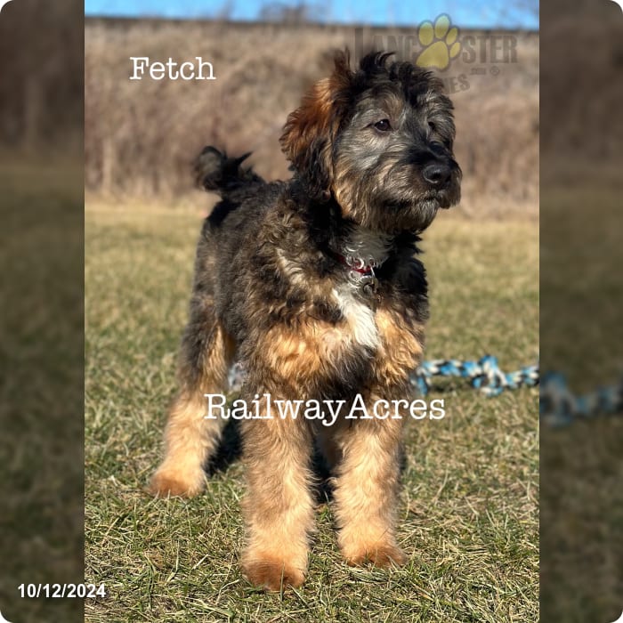Fetchfb Mini Mini Bernedoodle Puppy for Sale in Milford, IN