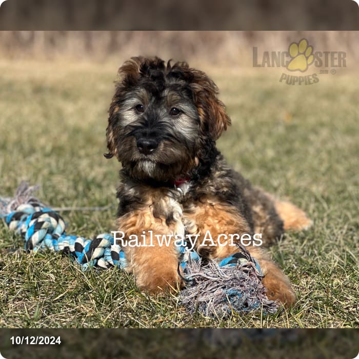Fetchfb Mini Mini Bernedoodle Puppy for Sale in Milford, IN