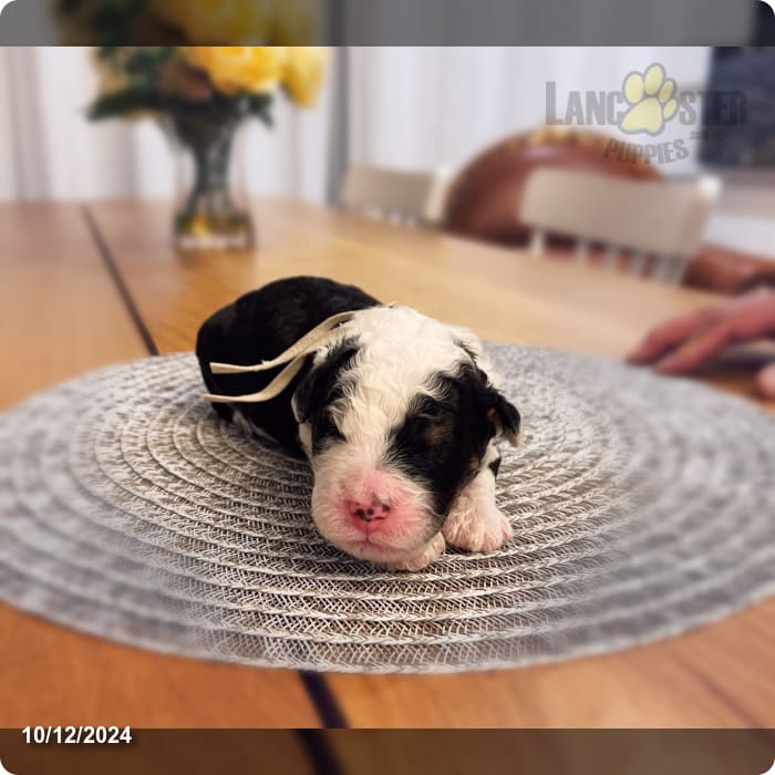 Simba Mini Bernedoodle Puppy for Sale in Barrington, IL Lancaster