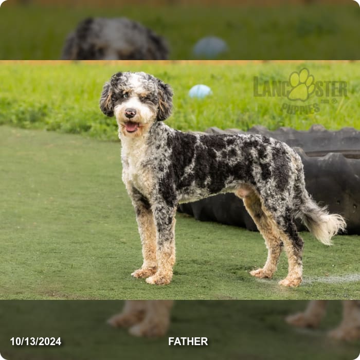 Maverick Mini Bernedoodle Puppy for Sale in Parkesburg, PA