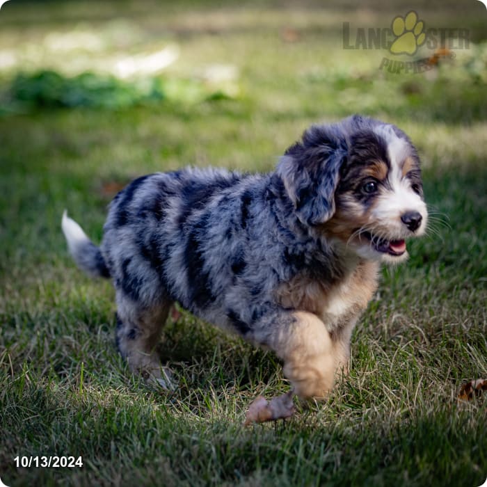 Zara Mini Bernedoodle Puppy for Sale in Parkesburg, PA Lancaster