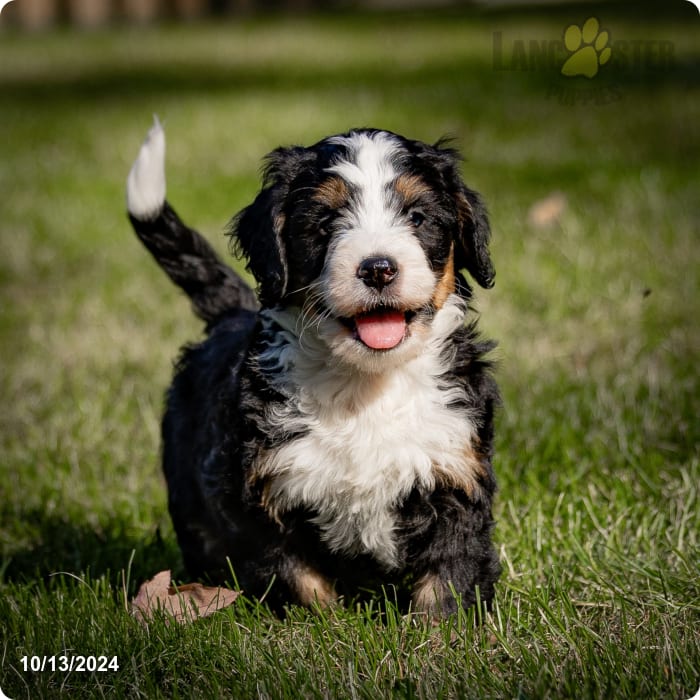 Maverick Mini Bernedoodle Puppy for Sale in Parkesburg, PA