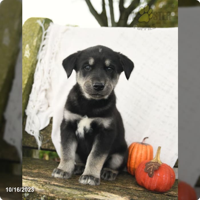 black siberian retriever