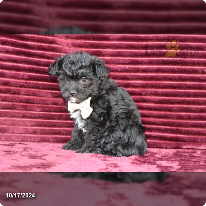 Bouncer Yorkiepoo Puppy for Sale in Goshen, IN Lancaster Puppies