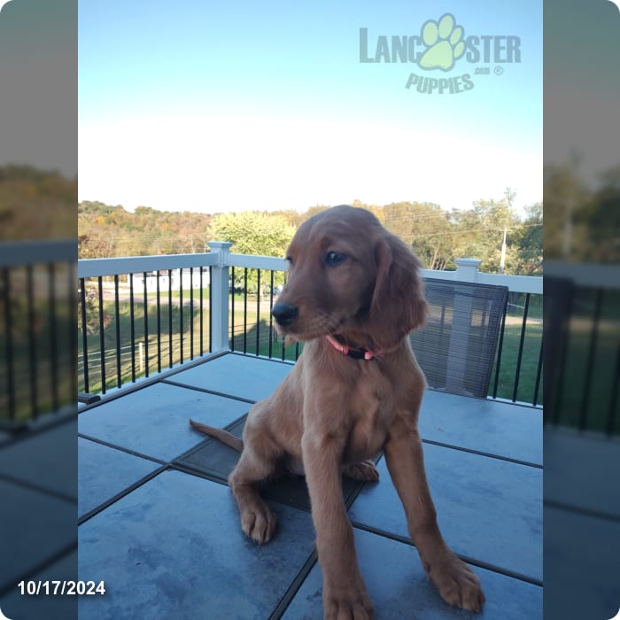 Kelley Golden Retriever and Irish Setter Hybrid Puppy for Sale in