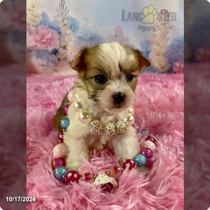 Bellini Teacup Sable Part Yorkshire Terrier Puppy for Sale in