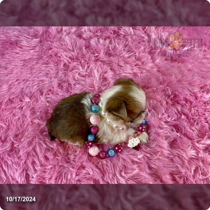 Bellini Teacup Sable Part Yorkshire Terrier Puppy for Sale in