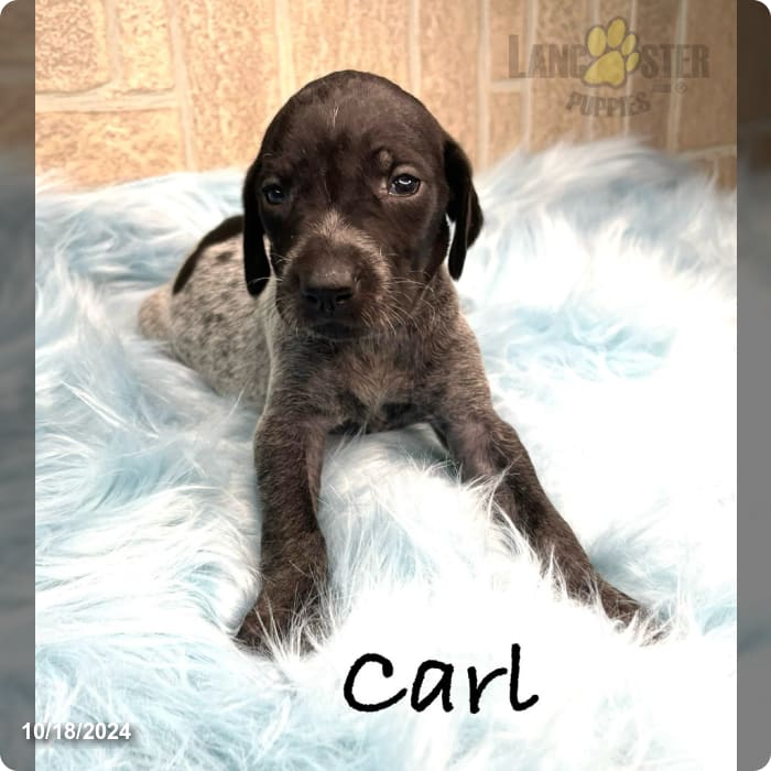 Carl German Shorthaired Pointer Puppy for Sale in Manning, SC