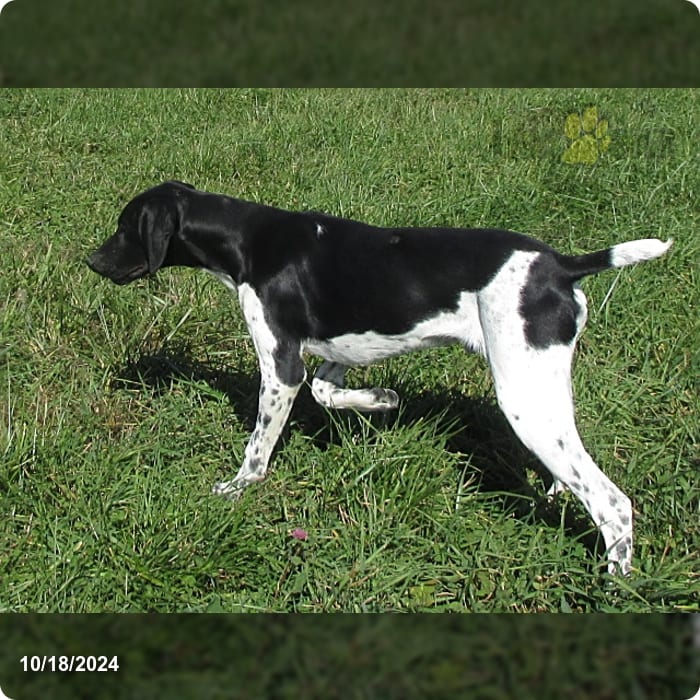 Patch German Shorthaired Pointer Puppy for Sale in Columbia