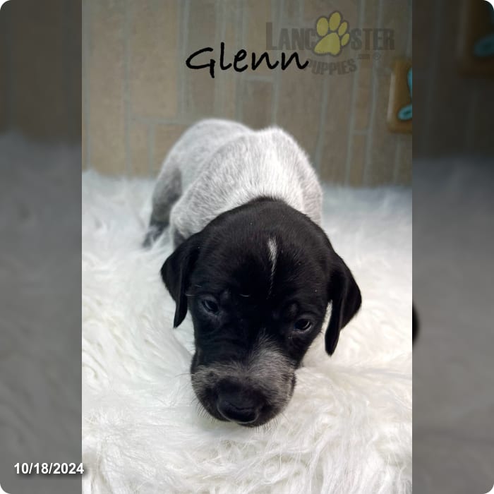 Glenn German Shorthaired Pointer Puppy for Sale in Manning, SC