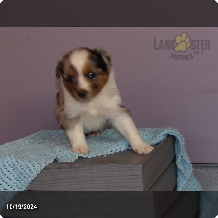 Regan Miniature Australian Shepherd Puppy for Sale in Mercersburg, PA