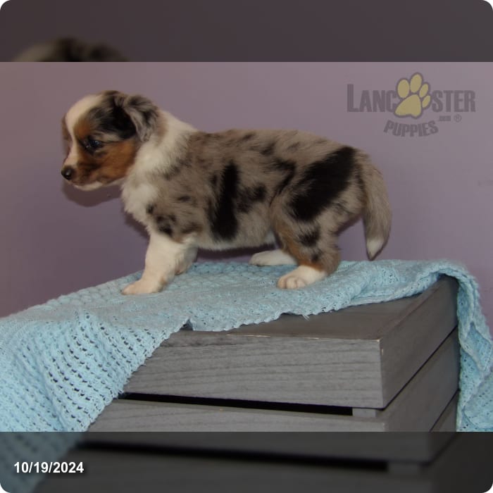 Regan Miniature Australian Shepherd Puppy for Sale in Mercersburg, PA