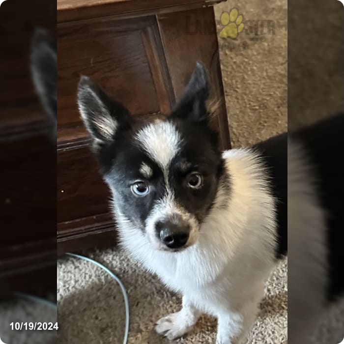 Billy Pomsky Puppy for Sale in Nashua, NH Lancaster Puppies