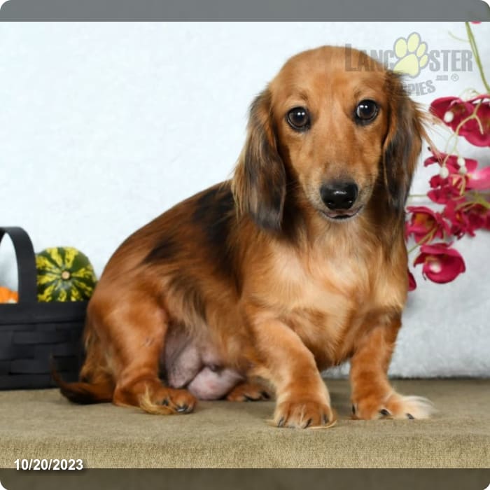 Dachshund Puppy Red ID:8369 Located at Petland Dayton, Ohio