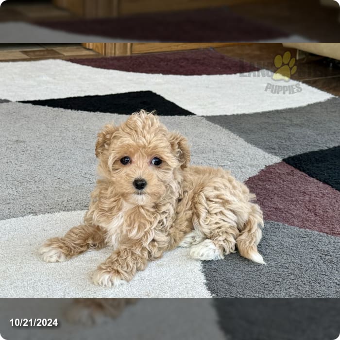 Candy Maltipoo Puppy for Sale in Nappanee, IN Lancaster Puppies