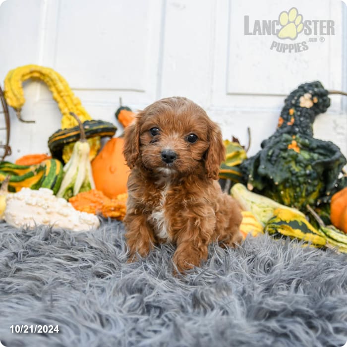 Cupcake Cavapoo Puppy for Sale in Leola, PA Lancaster Puppies