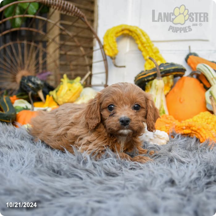 Cupcake Cavapoo Puppy for Sale in Leola, PA Lancaster Puppies