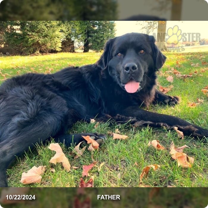 Cassie Newfoundland Puppy for Sale in Salem, OH Lancaster Puppies