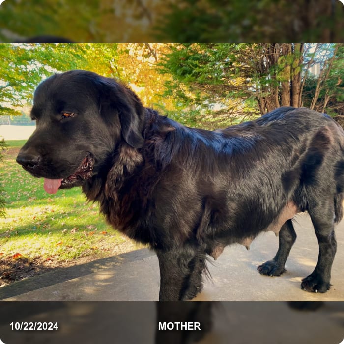 Cassie Newfoundland Puppy for Sale in Salem, OH Lancaster Puppies