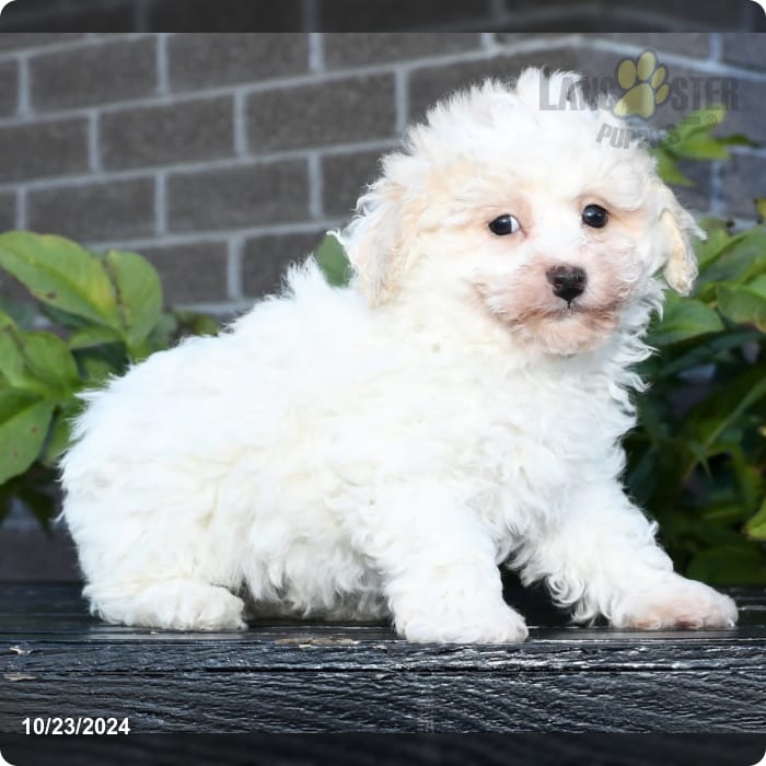 Baker Bichpoo Puppy for Sale in Baltic, OH Lancaster Puppies
