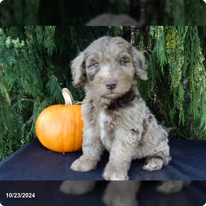 Barney Labradoodle Puppy for Sale in Millersburg, OH Lancaster Puppies