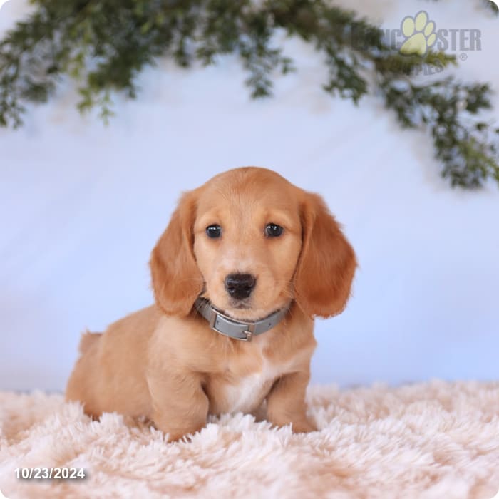 Donny Miniature Dachshund Puppy for Sale in Newport, PA Lancaster
