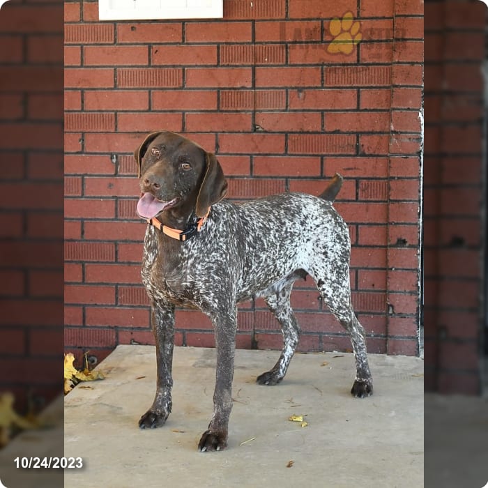 black pointer puppy