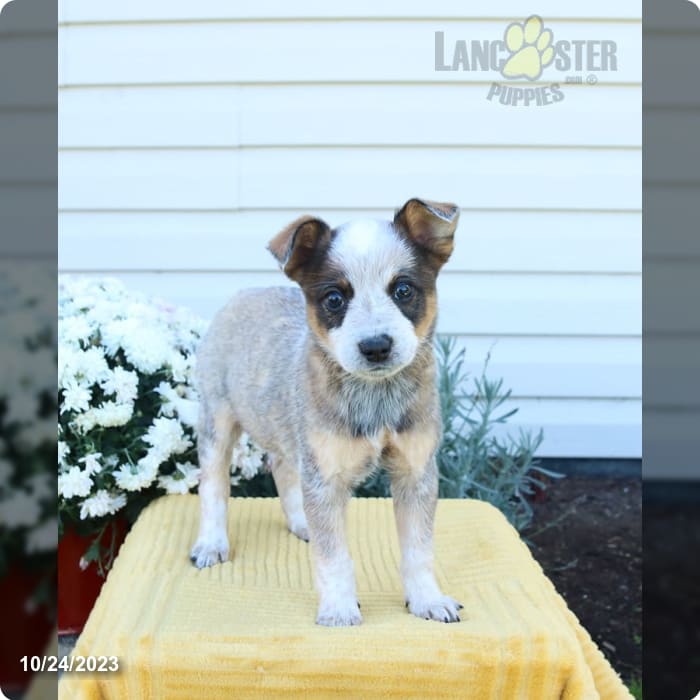 Australian Cattle Dog Blue Heeler Puppy Tote Bag for Sale by Elarex