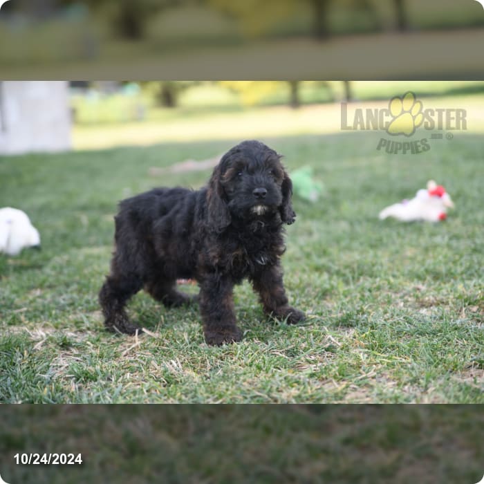 Fuzzles Cockapoo Puppy for Sale in Williamsburg, IN Lancaster Puppies