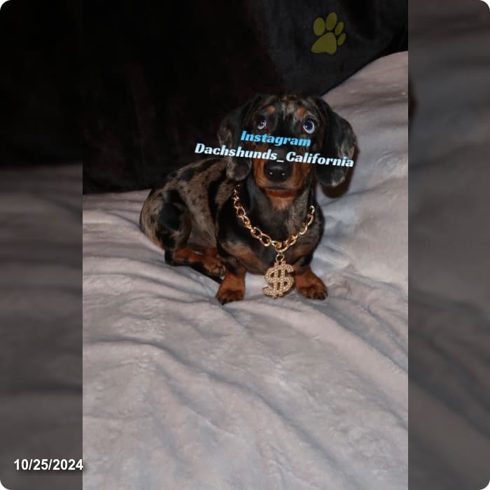 Akc Jasper Miniature Dachshund Puppy for Sale in Eastvale, CA