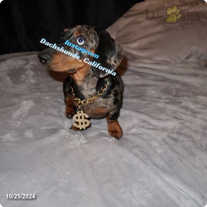 Akc Jasper Miniature Dachshund Puppy for Sale in Eastvale, CA