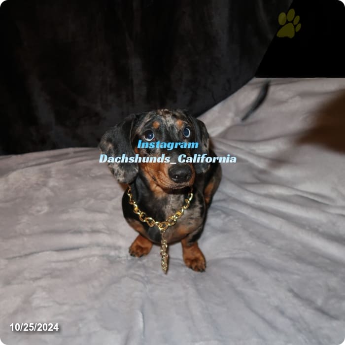 Akc Jasper Miniature Dachshund Puppy for Sale in Eastvale, CA