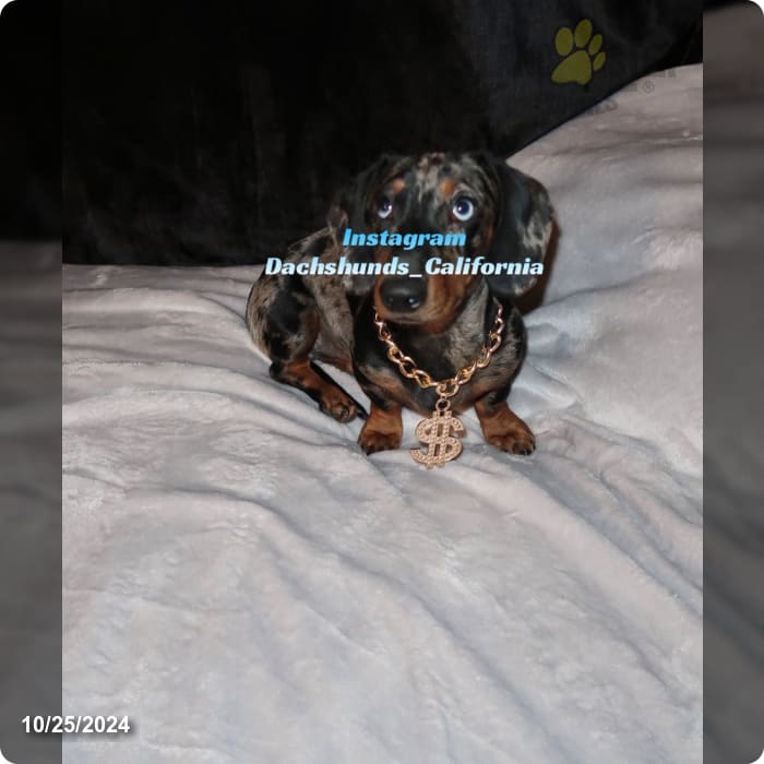 Akc Jasper Miniature Dachshund Puppy for Sale in Eastvale, CA