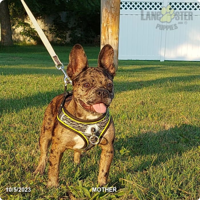 Leo Puppy - Frenchton Puppy for Sale in Dayton, OH