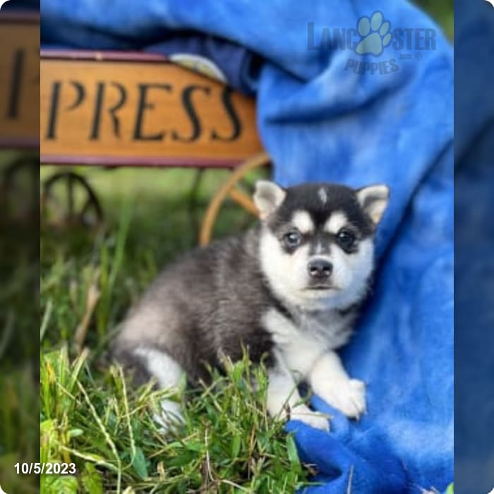 The Alaskan Klee Kai So adorable  Alaskan klee kai, Unique dog breeds,  Hybrid dogs