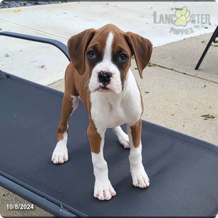 Betsy Akc Boxer Puppy for Sale in Indianapolis, IN Lancaster Puppies