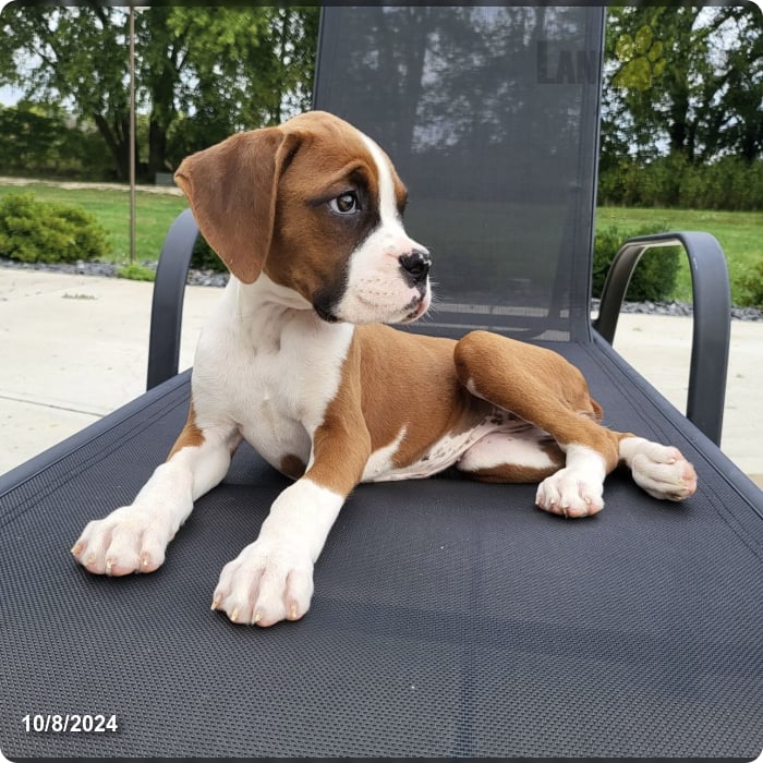 Betsy Akc Boxer Puppy for Sale in Indianapolis, IN Lancaster Puppies