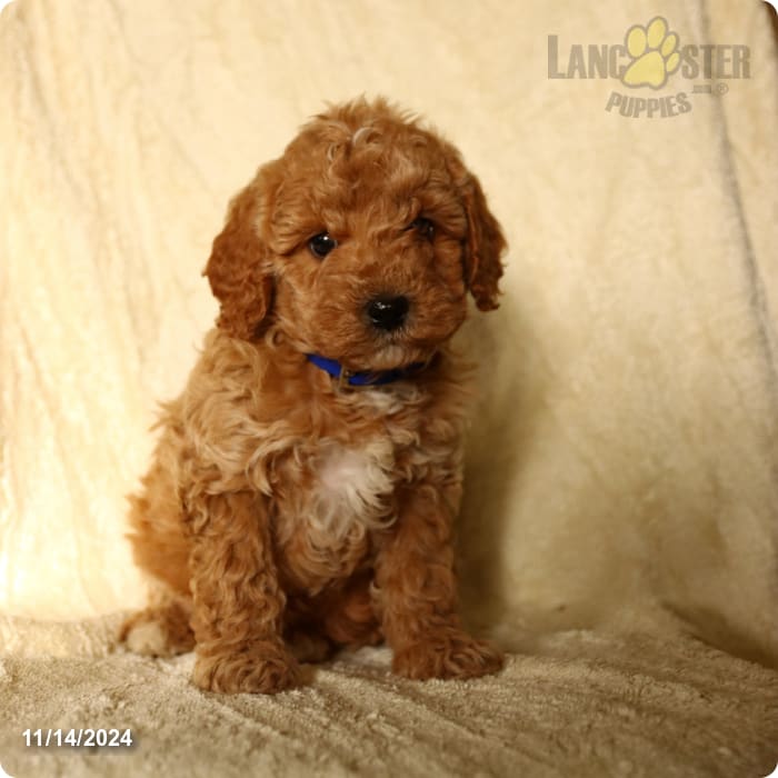 Bagel Cavapoo Puppy for Sale in New Holland, PA Lancaster Puppies